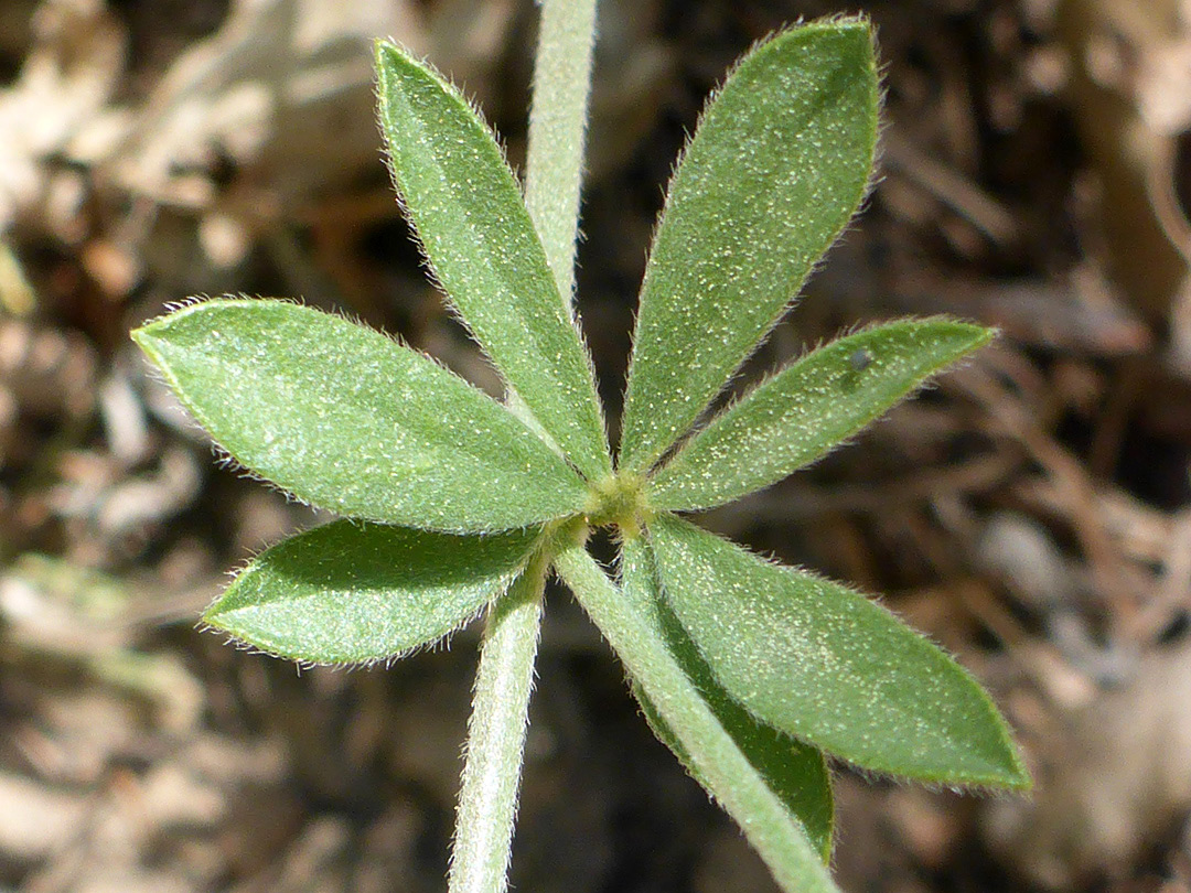 Hairy leaflets