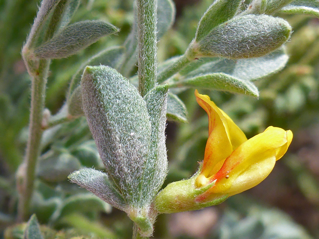 Flower and leaves