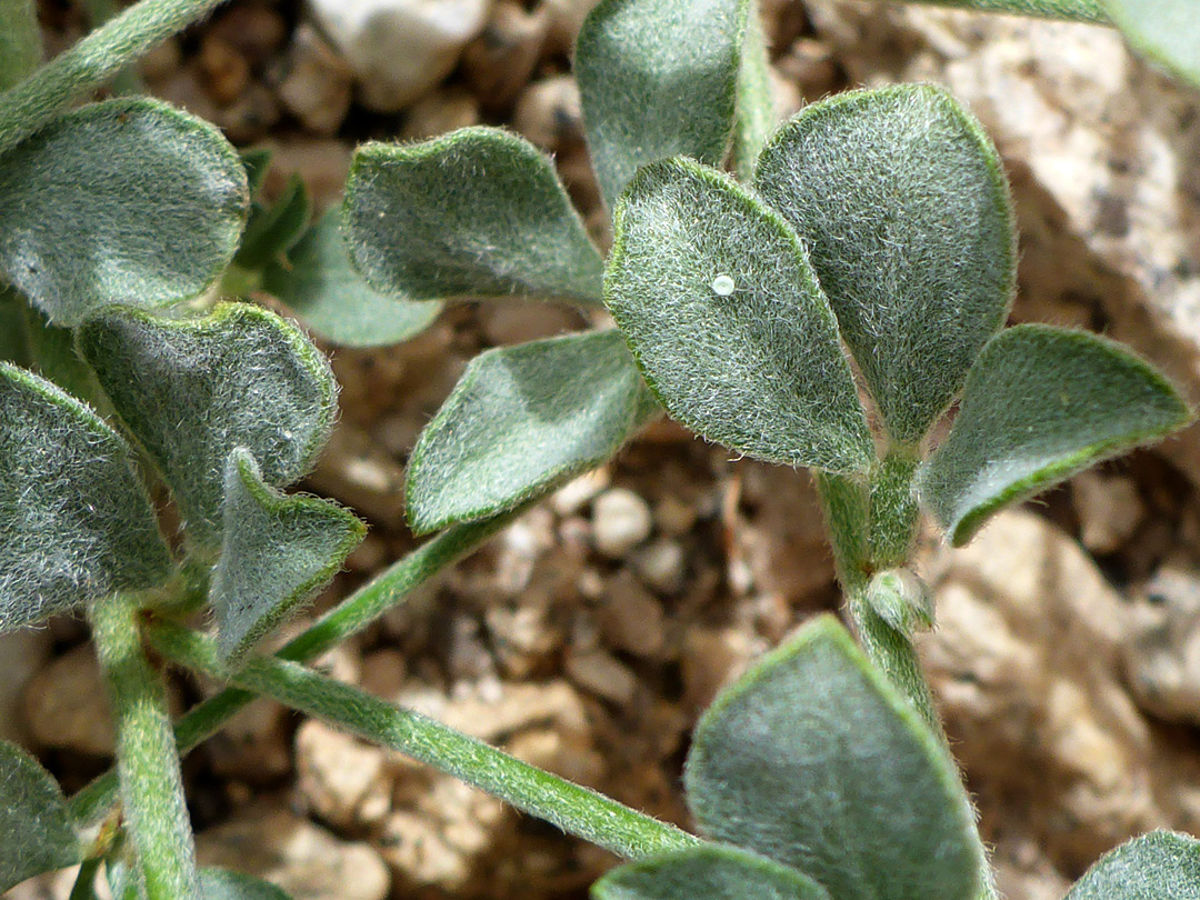 Hairy stem and leaves