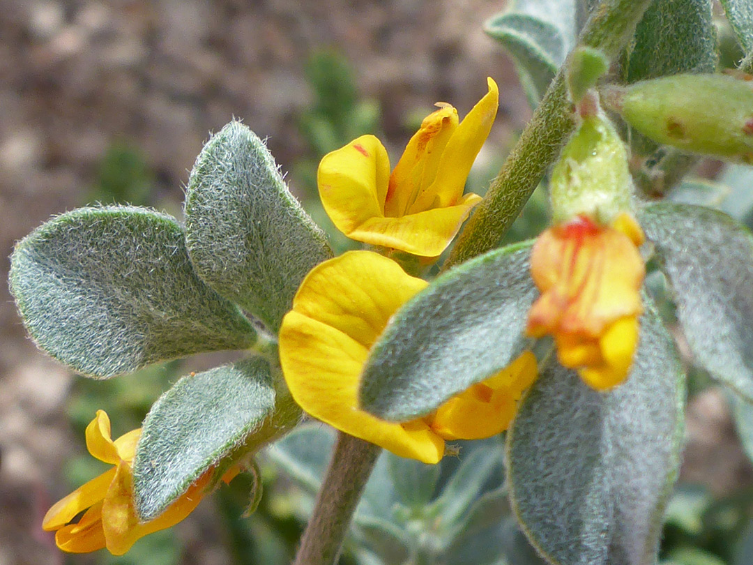 Leaves and flowers