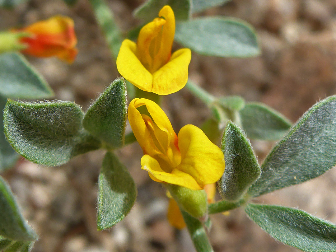 Orange-yellow flowers