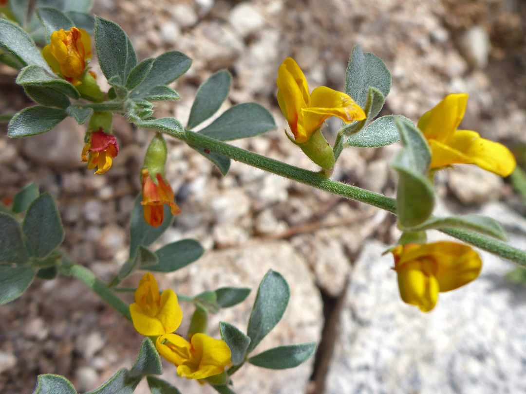 Alternate flowers and leaves