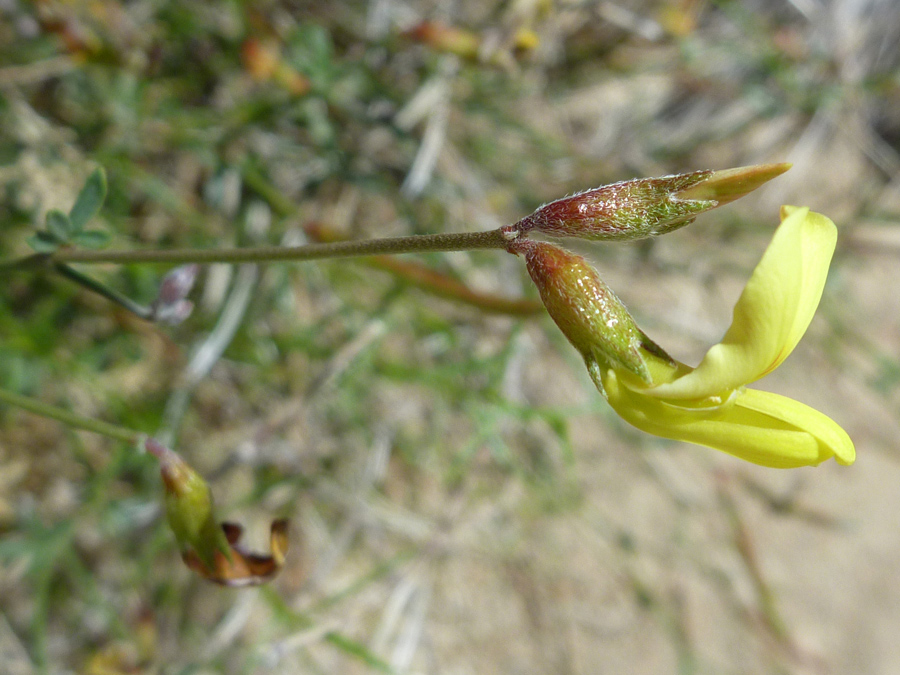 Flower and bud