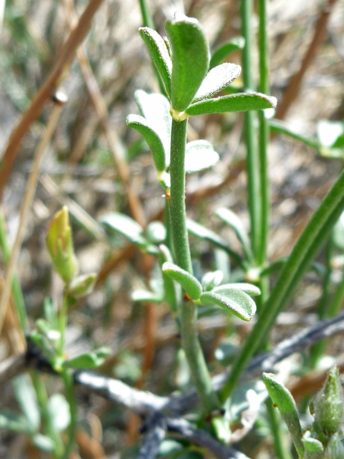 Palmate leaves