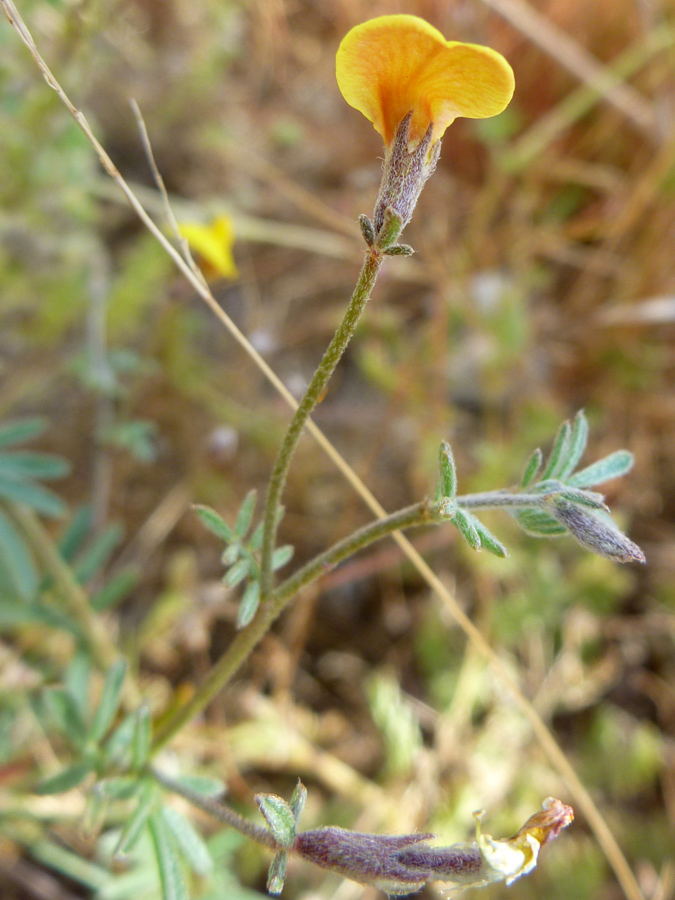 Flower, buds and leaves