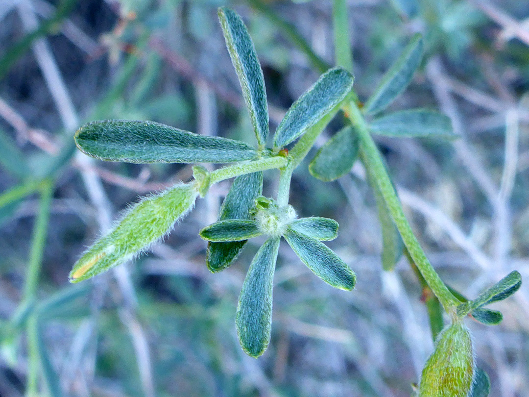 Strigose leaves