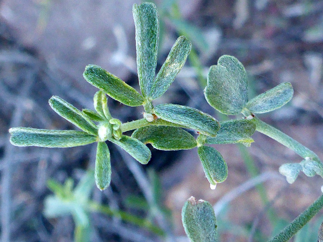 Compound leaves