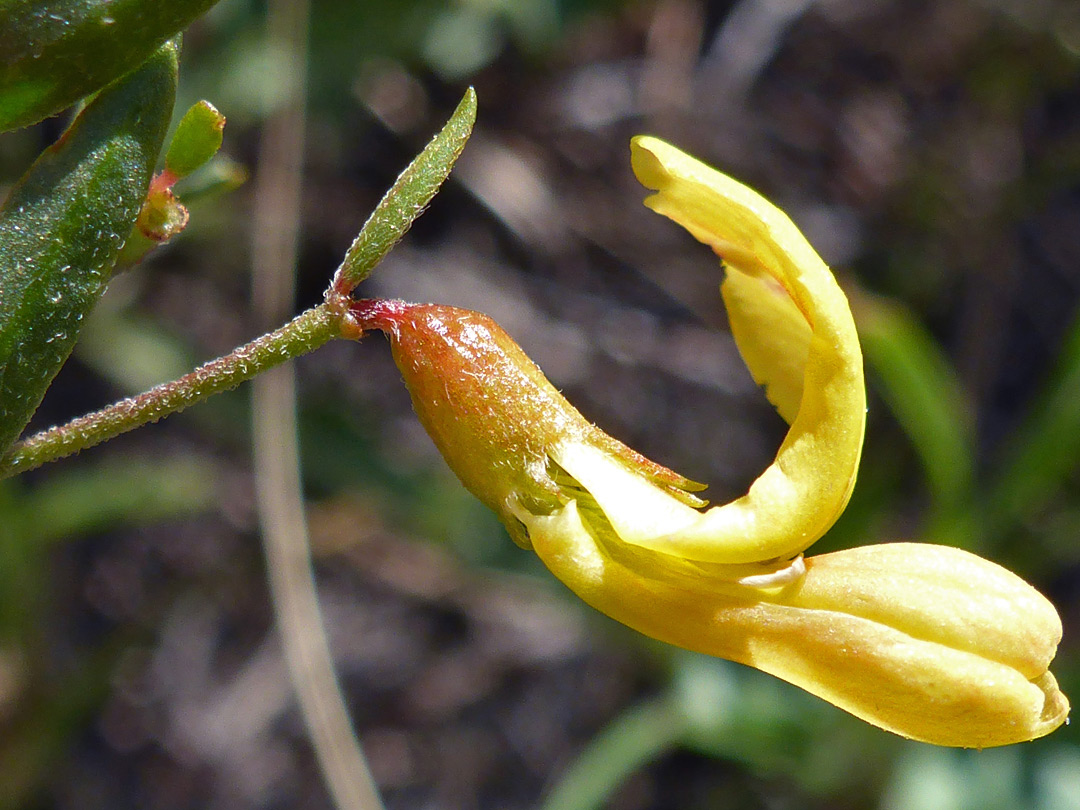 Recurved banner petal