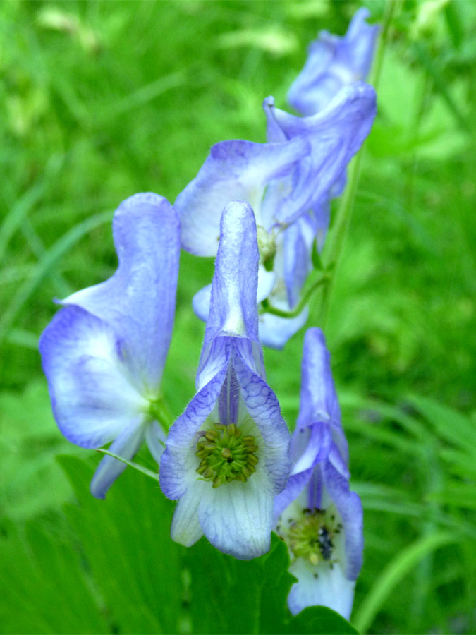 Light blue flowers