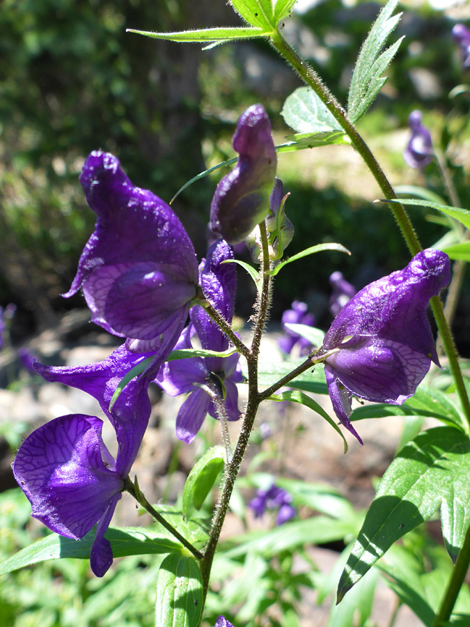 Flowers and stem