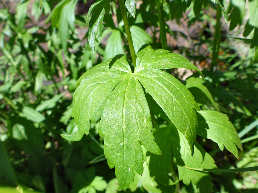 Stem leaf