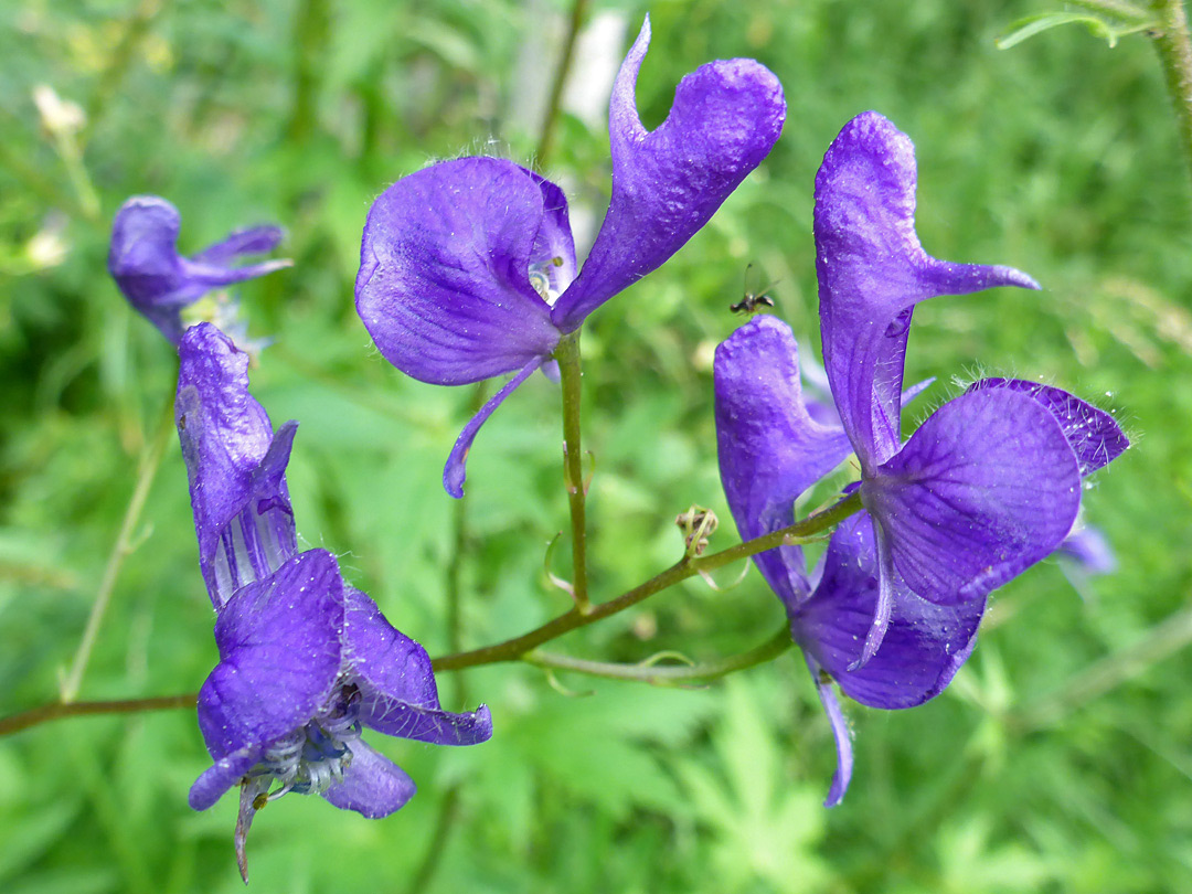 Four purple flowers