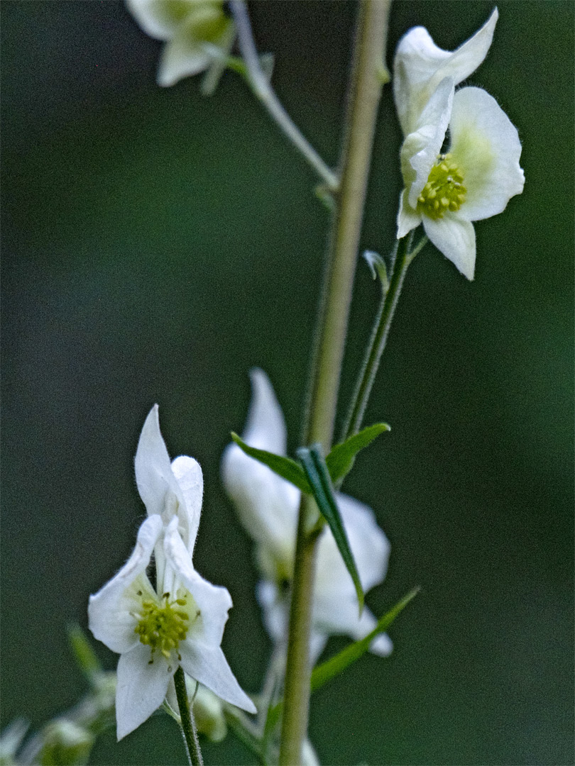 Narrow, white flowers