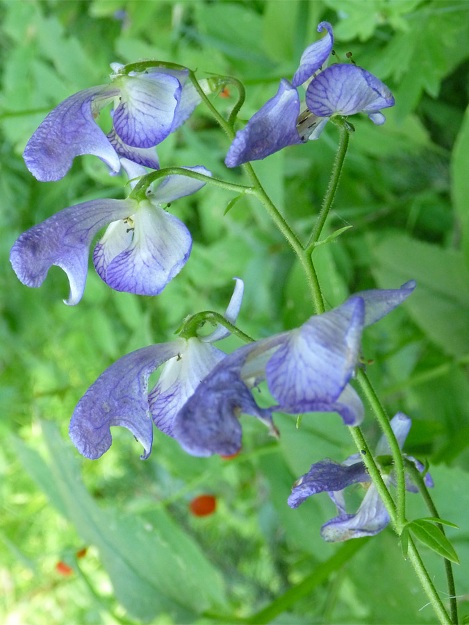 Shapely flowers