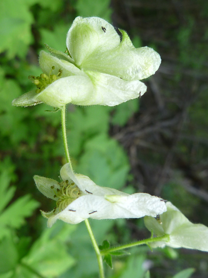 White flowers