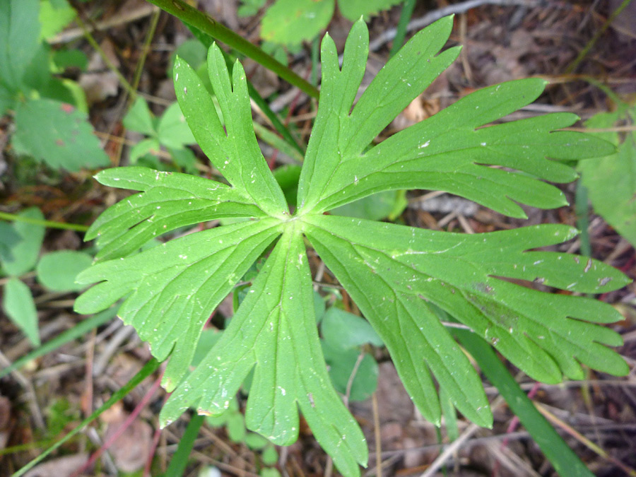 Divided leaf