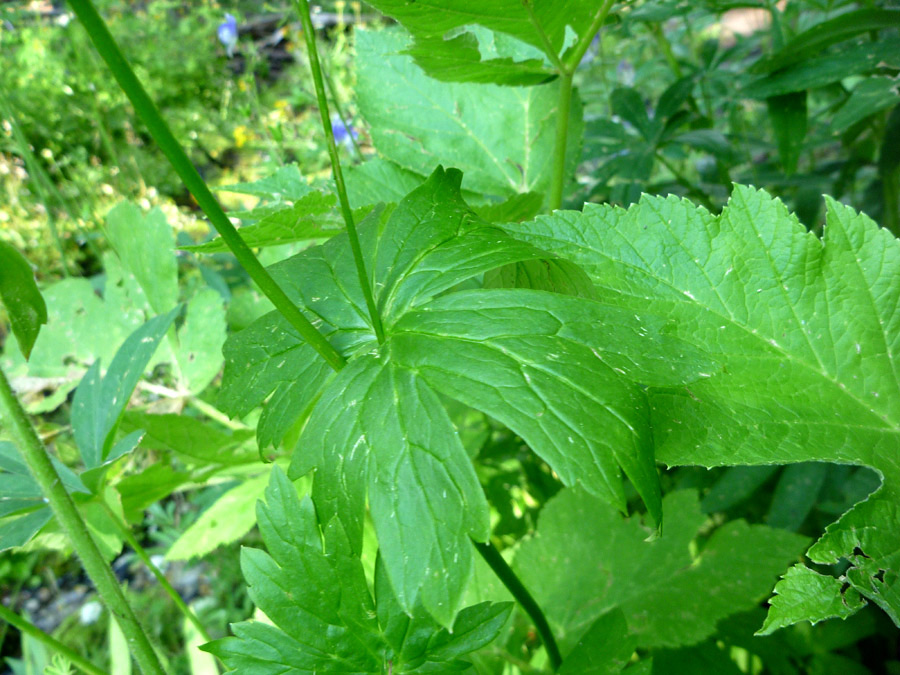 Stem leaves