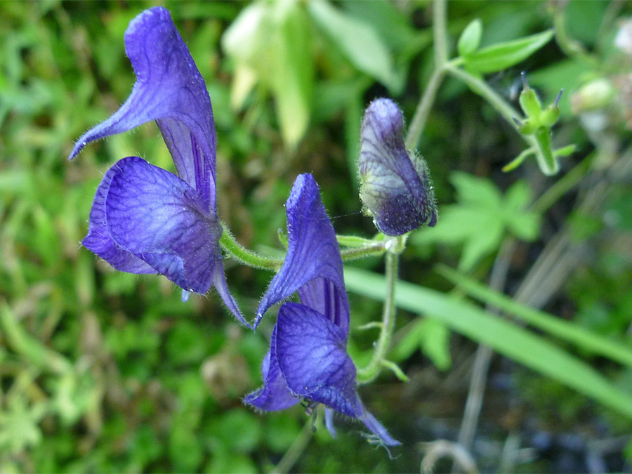 Three flowers