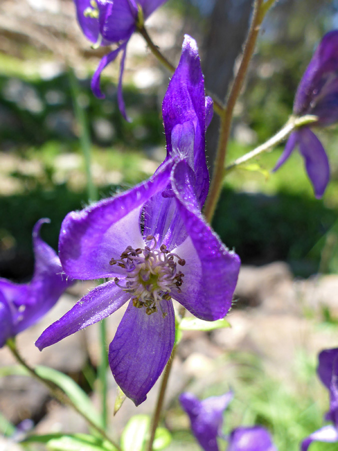 Center of a flower