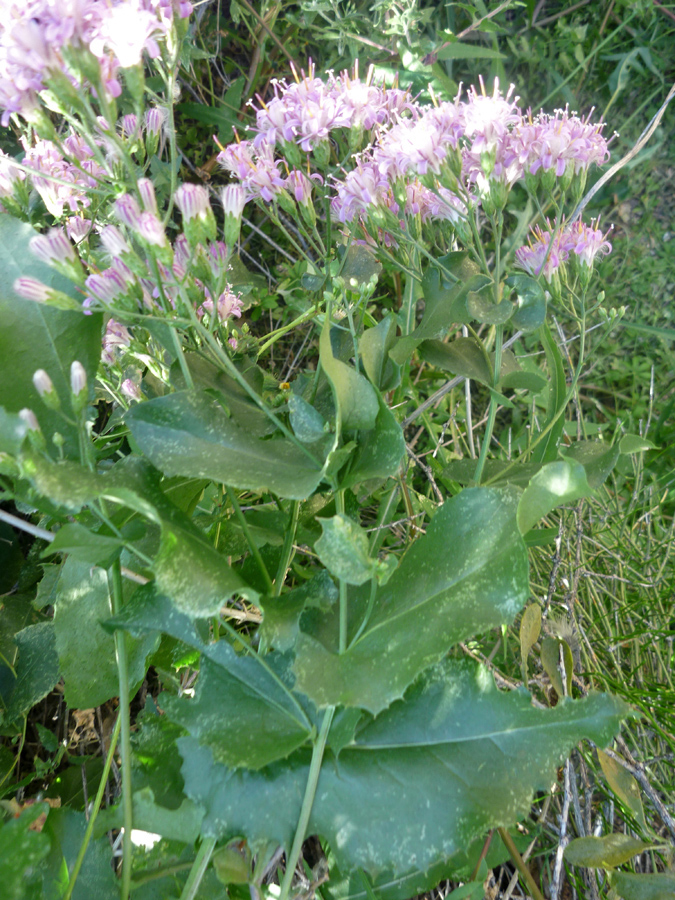 Green leaves