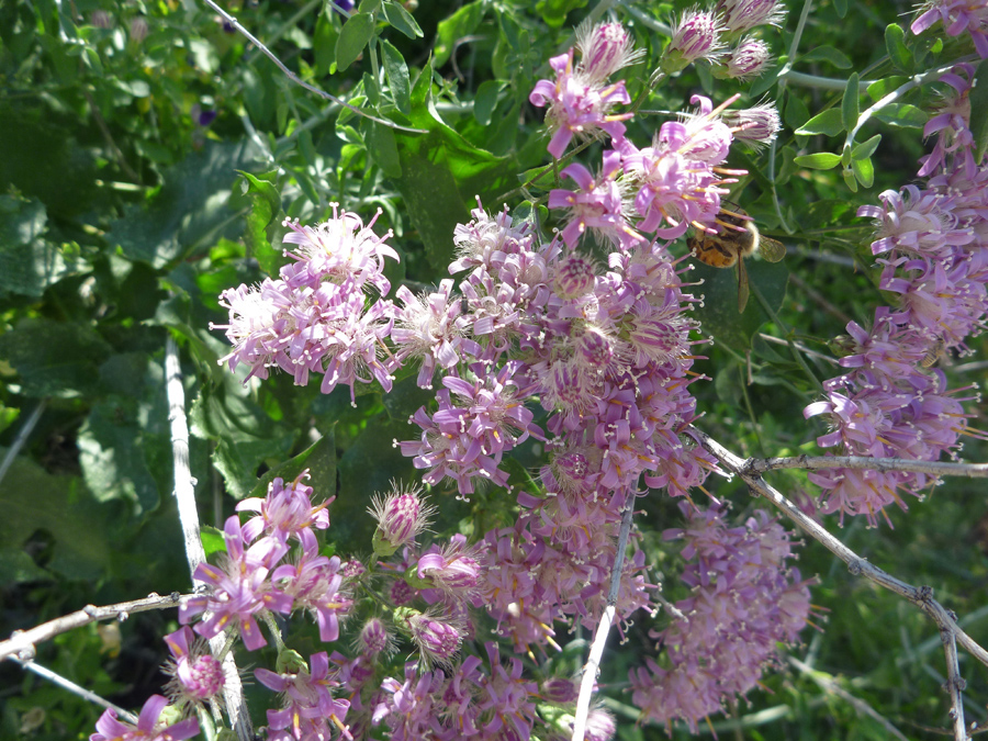 Many flowers