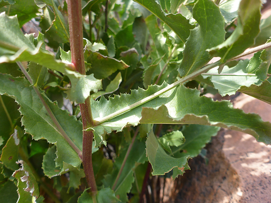 Irregularly toothed leaves