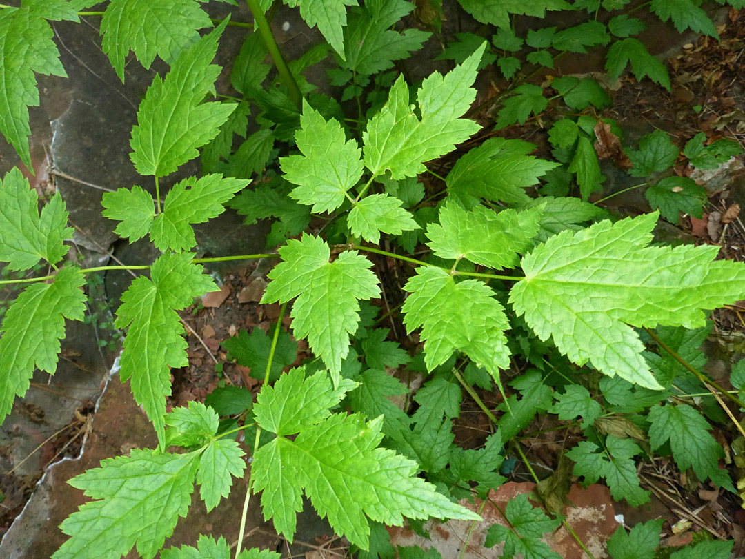 Ternate leaf