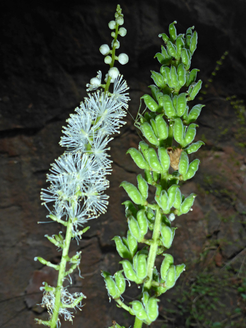 Flowers and fruits