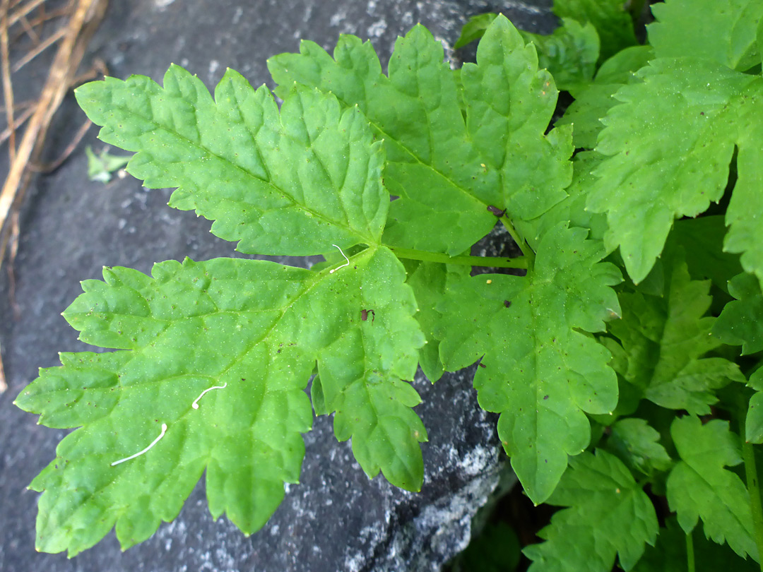 Pinnate leaf