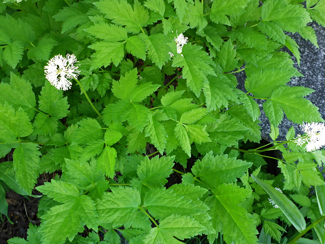 Leaves and flowers