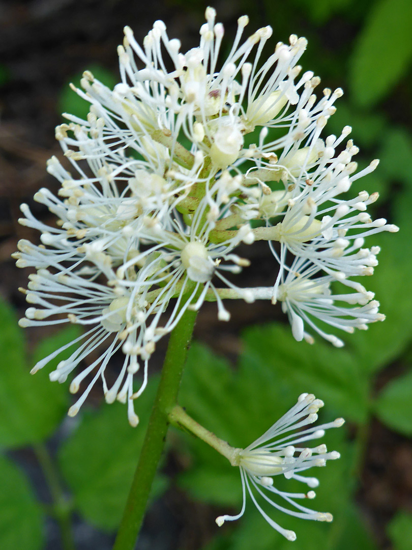 Clustered inflorescence