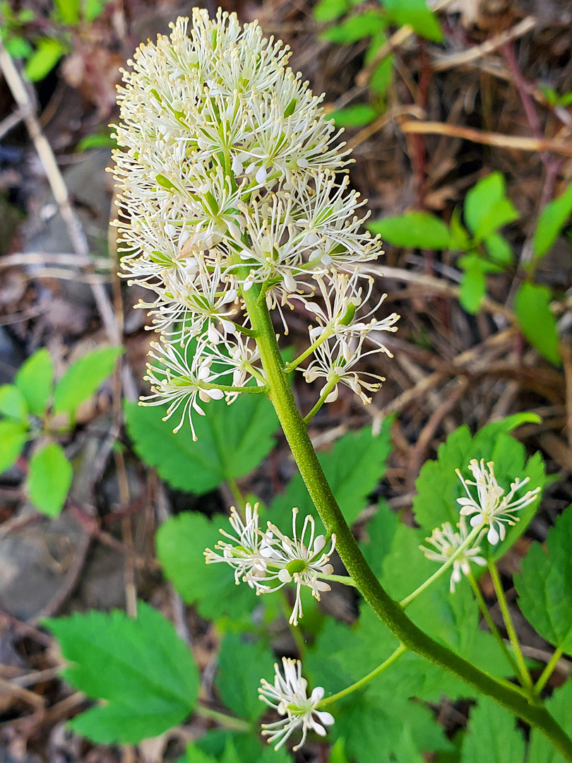 Elongated inflorescence