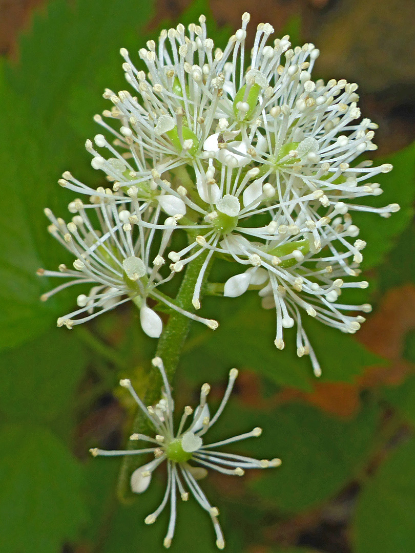 Delicate flowers