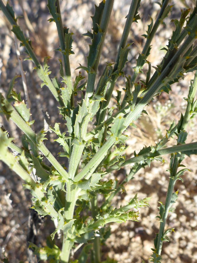 Stem and leaves