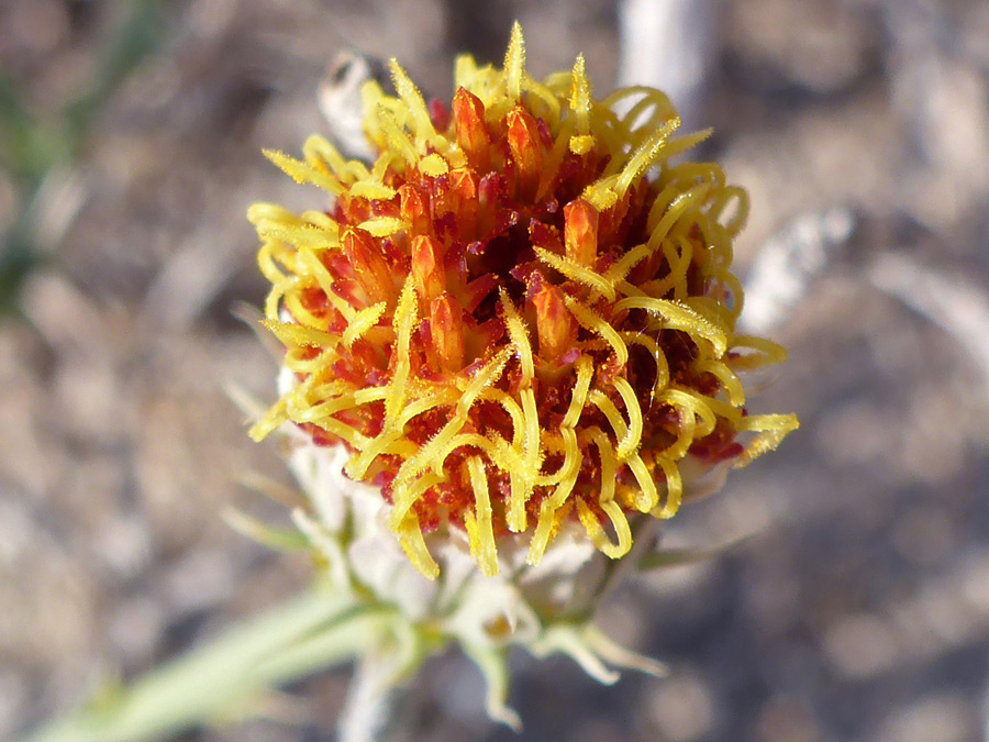 Orange and yellow florets