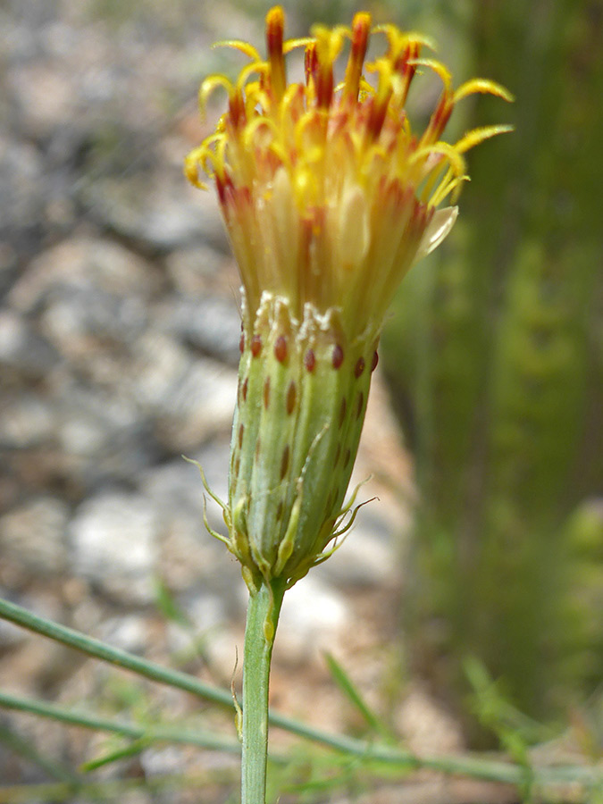 Calyculi and phyllaries