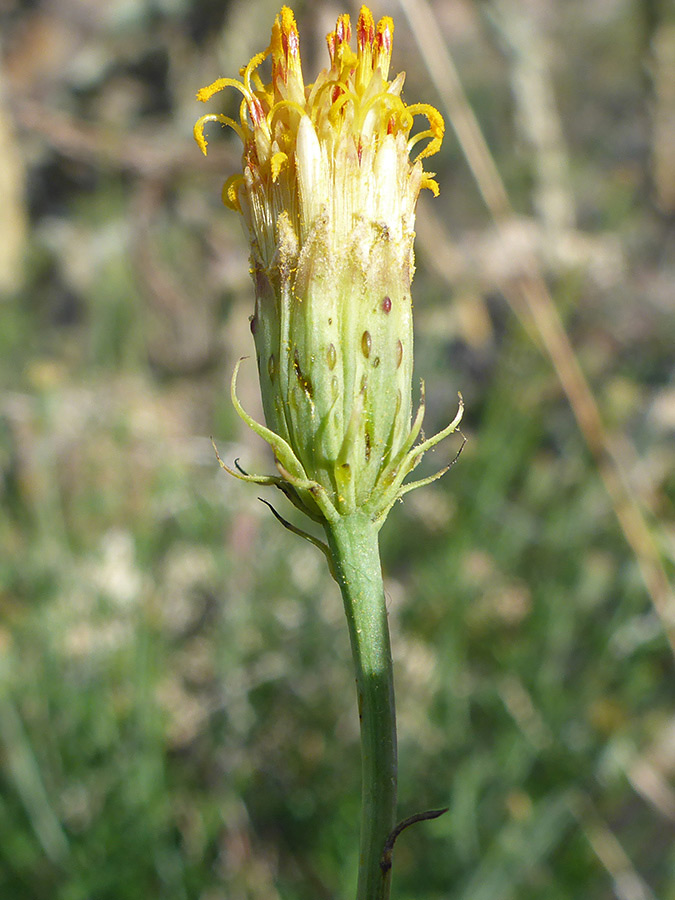 Flowerhead