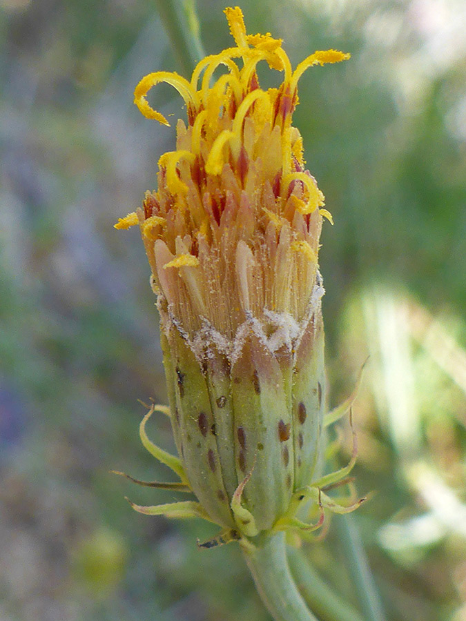 Protruding stamens