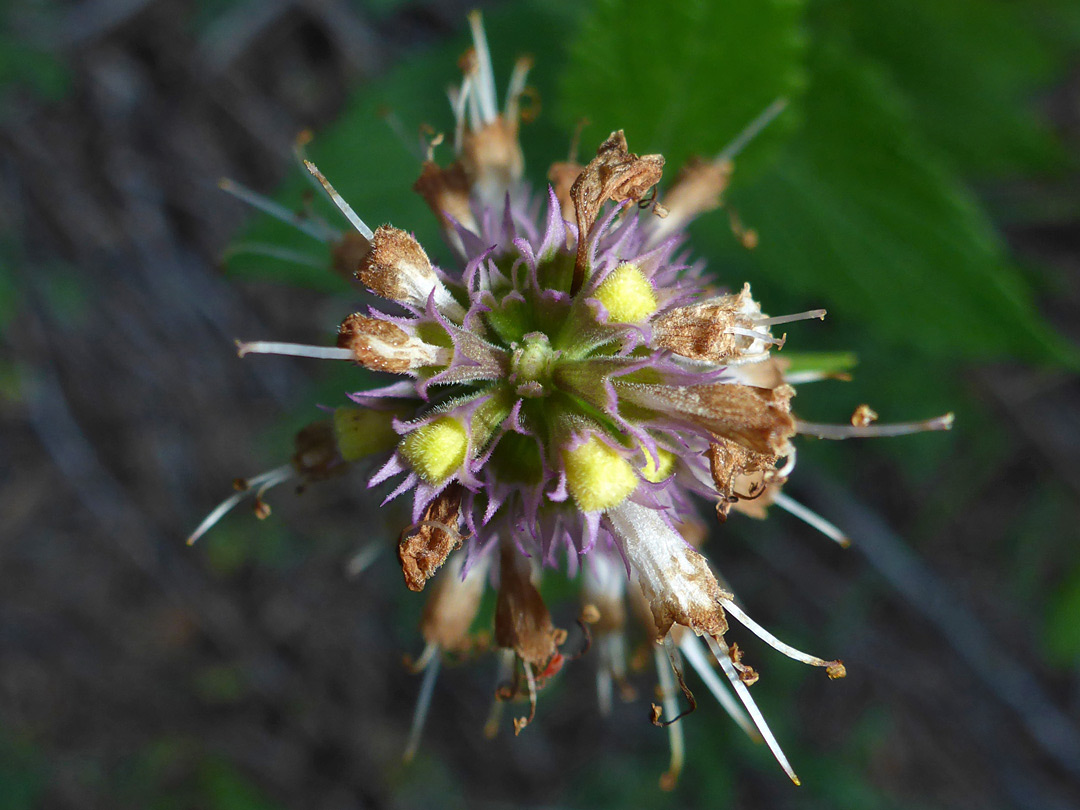 Top of a flower cluster