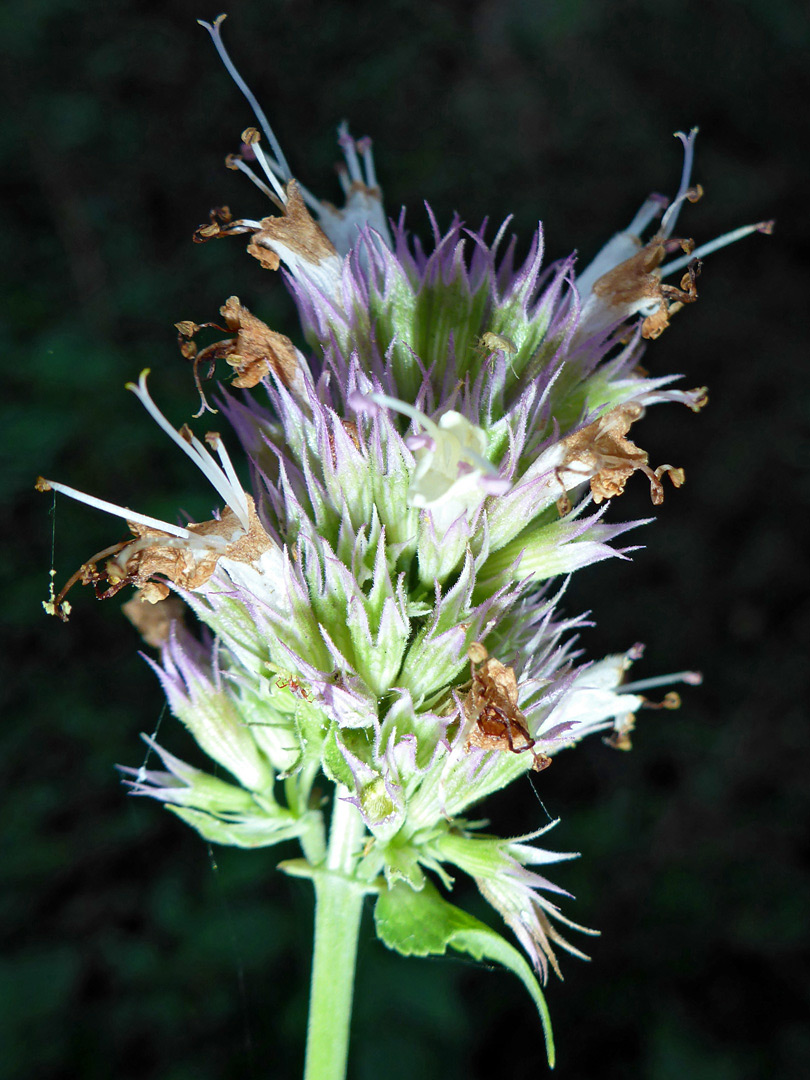 Withering flowers