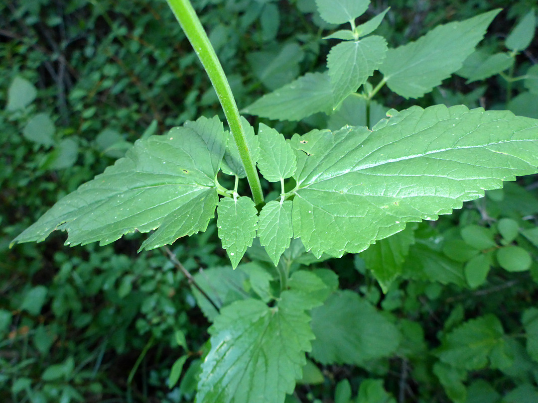 Stem and opposite leaves