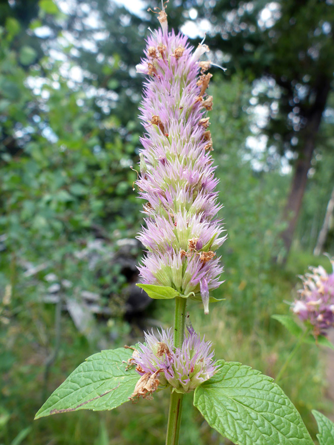 Withered flowers