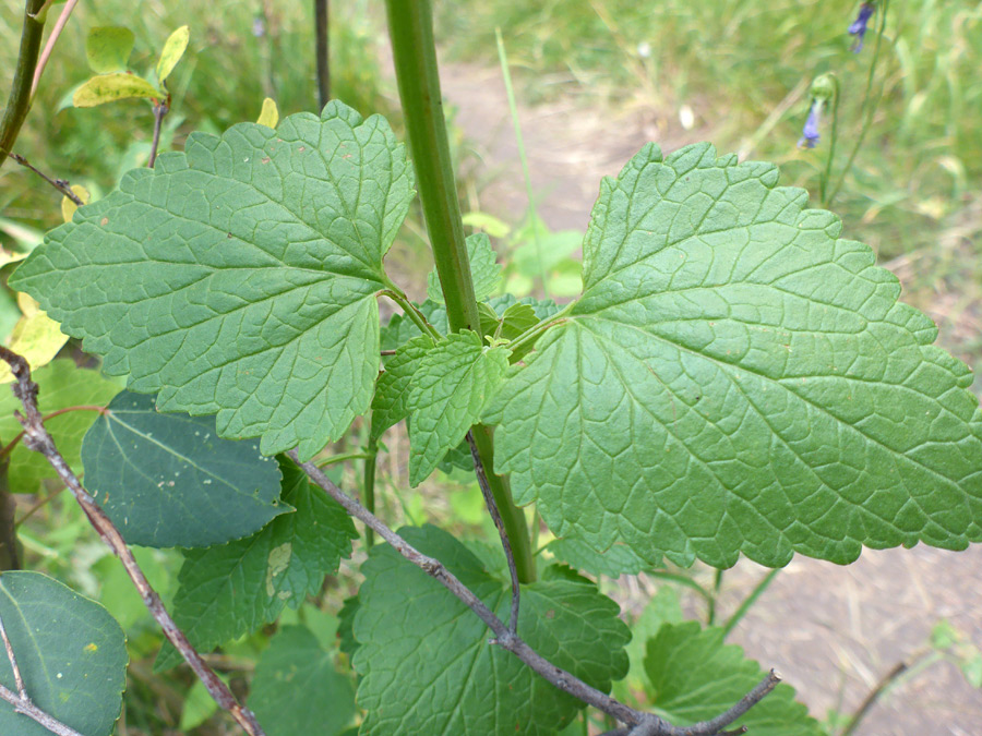 Leaf veins