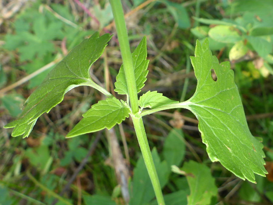 Stem leaves