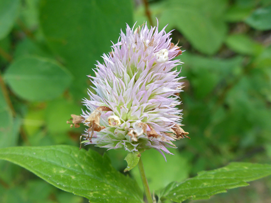 Compact inflorescence