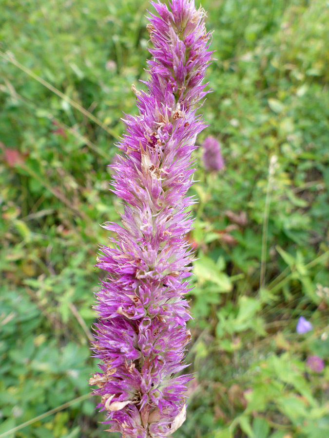 Flower spike