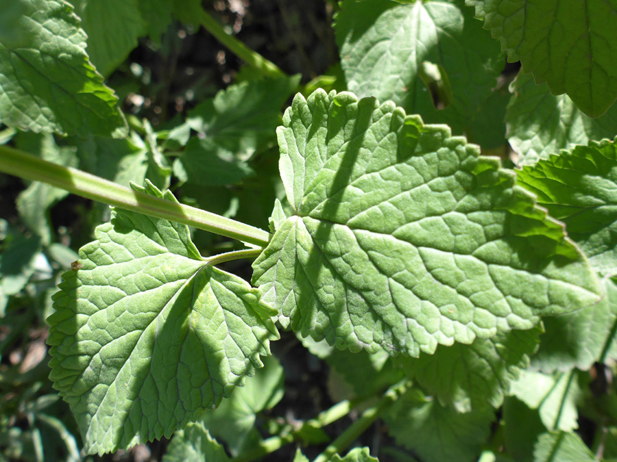 Toothed leaves