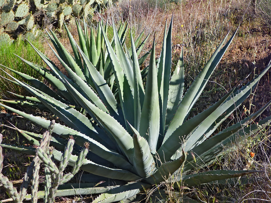 Bluish green leaves