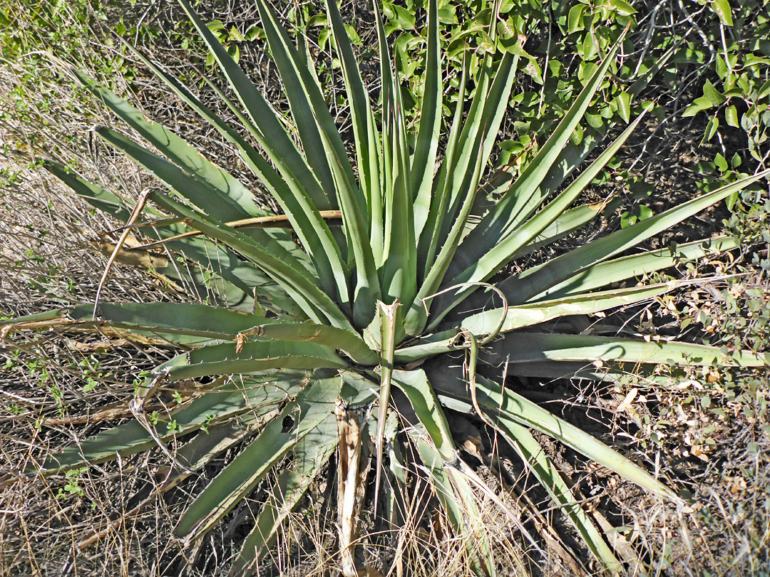 Mature plant