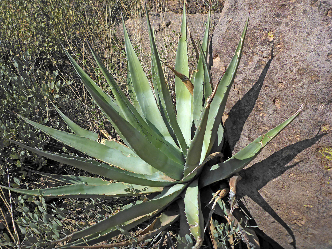 Plant by a boulder